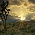 March 2025 Joshua Tree Desert Sunset